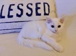 Valentino - Domestic Kitten For Adoption - 