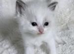 Stella - Ragdoll Kitten For Sale - 