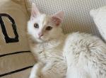 Sebastian - Domestic Kitten For Sale - Irvine&comma; CA&comma; US