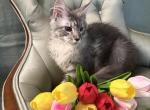 Marcelina - Maine Coon Kitten For Sale - 