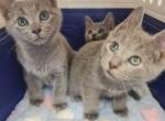 NEW Kittens Russian Blue - Russian Blue Kitten For Sale - Charlotte&comma; NC&comma; US