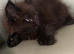 Marcel polydactyl - Maine Coon Kitten For Sale - Dallas&comma; TX&comma; US