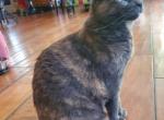 Kitty - Domestic Cat For Adoption - Westlake Village&comma; CA&comma; US