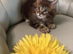 Lera - Maine Coon Kitten For Sale - Dallas&comma; TX&comma; US