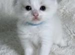 Winston - Ragdoll Kitten For Sale - NC&comma; US