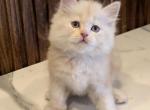 Mike - Persian Kitten For Sale - Cleveland&comma; OH&comma; US