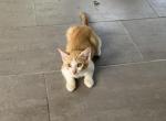Bobito - Domestic Kitten For Adoption - TX&comma; US