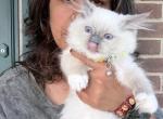 Female mitted blue point ragdoll kitten - Ragdoll Kitten For Sale - Beavercreek&comma; OH&comma; US