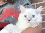 Linx blue point female  Ragdoll kitten - Ragdoll Kitten For Sale - 