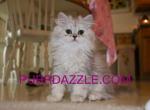 Female Persian - Persian Kitten For Sale - Tampa&comma; FL&comma; US