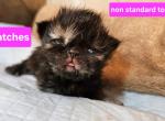 Patches - Persian Kitten For Sale - Monroe&comma; NY&comma; US