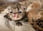 Karen - Persian Kitten For Sale - 