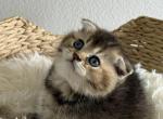 Remy chinchilla Scottish fold male - Scottish Fold Kitten For Sale - Celebration&comma; FL&comma; US