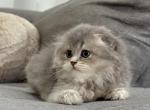 Claudia Female Scottish Fold - Scottish Fold Kitten For Sale - Celebration&comma; FL&comma; US