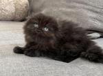 Cocoa Chocolate Scottish Fold Girl - Scottish Fold Kitten For Sale - Celebration&comma; FL&comma; US