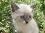 Leche - Domestic Kitten For Sale - Fort Collins&comma; CO&comma; US