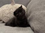Eclipse Scottish Straight male - Scottish Straight Kitten For Sale - Celebration&comma; FL&comma; US