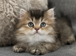 Teddy Bear Male - Scottish Straight Kitten For Sale - Celebration&comma; FL&comma; US