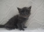 Ivy Fern Thistle - Maine Coon Kitten For Sale - Statesville&comma; NC&comma; US