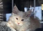 Toothless - Maine Coon Kitten For Sale - San Antonio&comma; TX&comma; US