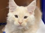 Hiccup - Maine Coon Kitten For Sale - San Antonio&comma; TX&comma; US