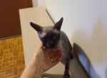 Thegobletoffur Dairin - Sphynx Cat For Sale - Hagerstown&comma; MD&comma; US