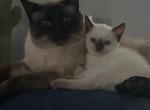Nazir - Siamese Cat For Sale - Owings&comma; MD&comma; US
