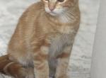 Scottish Straight - Domestic Kitten For Sale - Bellingham&comma; WA&comma; US