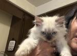 Minka kittens - Persian Kitten For Sale - Ellington&comma; CT&comma; US