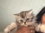 Minka kittens - Persian Kitten For Sale - Ellington&comma; CT&comma; US