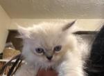 Minka kittens - Persian Kitten For Sale - Ellington&comma; CT&comma; US