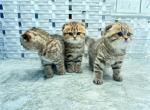 Molly - Scottish Fold Kitten For Sale - Naperville&comma; IL&comma; US