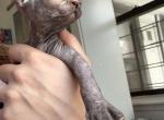 Princess - Sphynx Kitten For Adoption - NY&comma; US