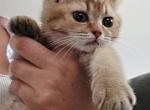 Puss in Boots - Scottish Straight Kitten For Sale - Cheney&comma; WA&comma; US