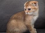 Penny - Scottish Fold Kitten For Sale - Cheney&comma; WA&comma; US