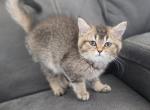 Raisin - Scottish Straight Cat For Sale - 