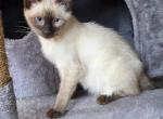 Tango - Siamese Cat For Sale - Cheney&comma; WA&comma; US