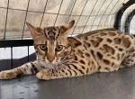 F1 bengal - Bengal Kitten For Sale - San Jose&comma; CA&comma; US