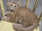 Fritz - Norwegian Forest Kitten For Sale - Arpin&comma; WI&comma; US