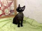 Freeyeah - Devon Rex Kitten For Sale - 