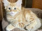 Surprise - Norwegian Forest Kitten For Sale - Arpin&comma; WI&comma; US