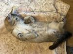 Ticked tabby short legged boy - Munchkin Kitten For Sale - Salem&comma; OR&comma; US