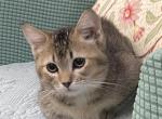 Ticked tabby short legged - Ragamuffin Kitten For Sale - 