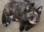 Coraline - Munchkin Cat For Sale - 