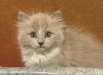Summer transitions - Ragdoll Kitten For Sale - Parker&comma; CO&comma; US