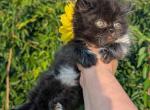 2 Bicolor Male Persian kittens - Persian Kitten For Sale - 