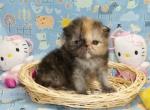 Tiny Teacup Female Persian Kitten - Persian Kitten For Sale - 