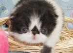 Top Show Black and White Bi Color - Persian Kitten For Sale - 