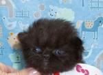 Solid Black Persian - Persian Kitten For Sale - 