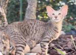 Orthia Marbleficent - Oriental Kitten For Sale - Vienna&comma; AT